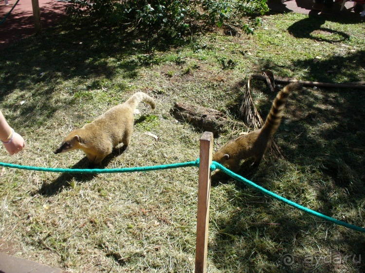 Бразилия по-простому. 3. Аргентинские водопады Игуасу.