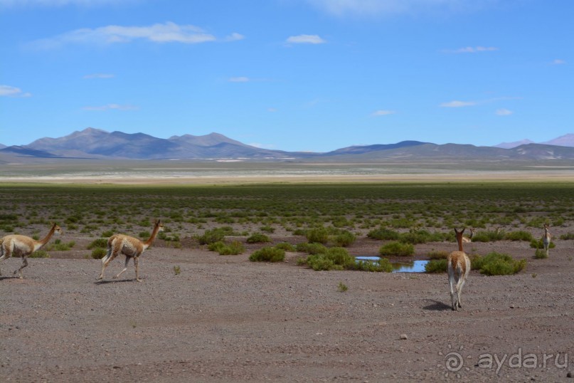 За снегом в Южную Америку. 2. Боливия. 2.3 Альтиплано – Потоси