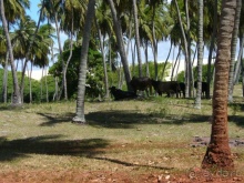 Бразилия по-простому. 15. Пляж Панаý.