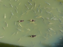 Бразилия по-простому. 16. Два последних дня в Бразилии