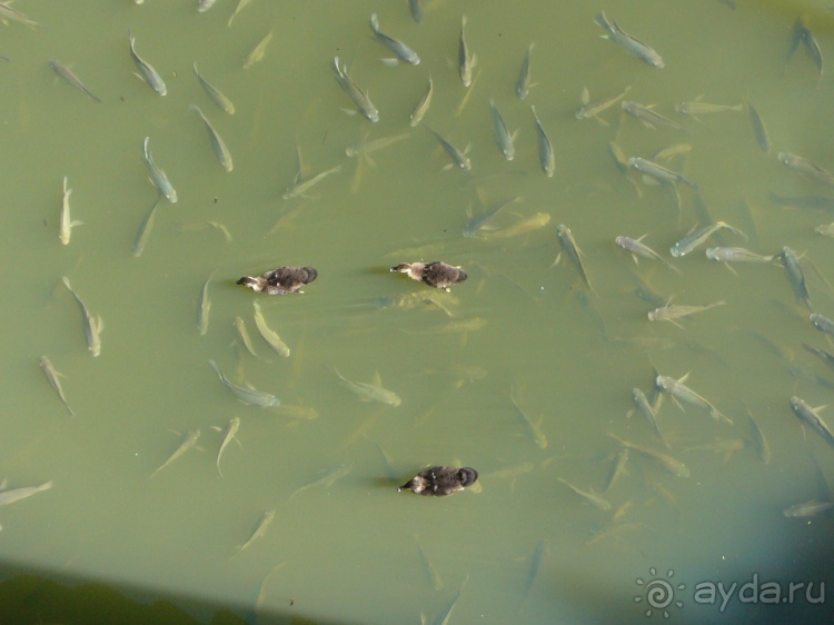 Бразилия по-простому. 16. Два последних дня в Бразилии