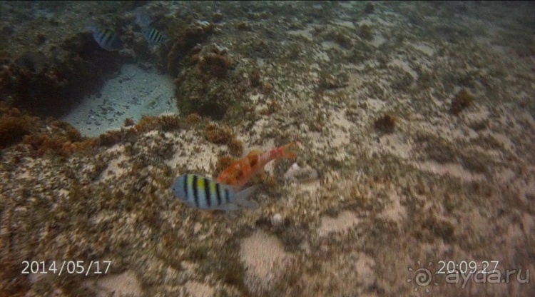 Живая Бразилия. Часть 4/1. Штат Pernambuco.