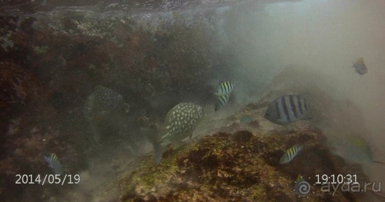 Живая Бразилия. Часть 4/1. Штат Pernambuco.