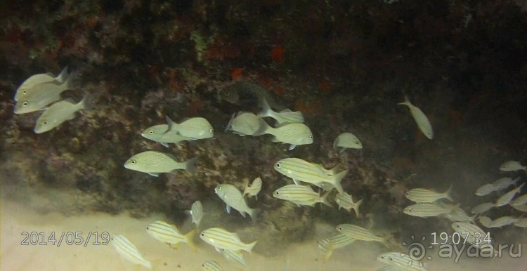 Живая Бразилия. Часть 4/1. Штат Pernambuco.