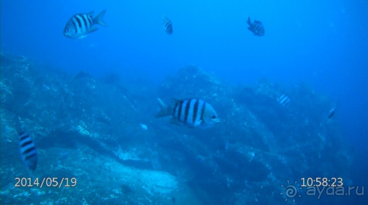 Живая Бразилия. Часть 4/1. Штат Pernambuco.