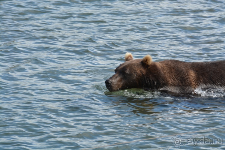 Наш полуостров. Часть 4. Вертолётная экскурсия № 2