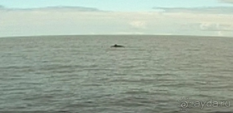 "Азоры это шо?" и "Азоры это хде?". Остров 5. Pico