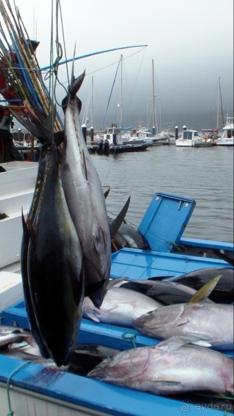 "Азоры это шо?" и "Азоры это хде?". Остров 5. Pico