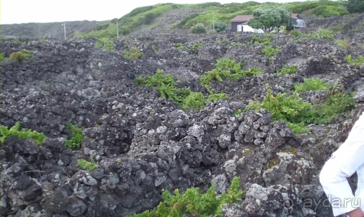 "Азоры это шо?" и "Азоры это хде?". Остров 5. Pico