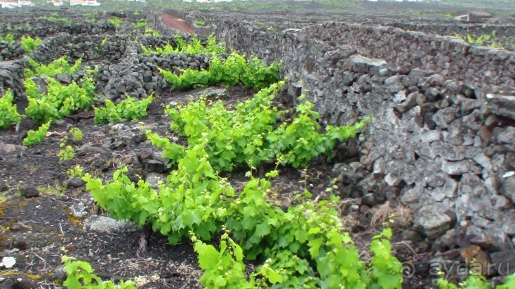 "Азоры это шо?" и "Азоры это хде?". Остров 5. Pico