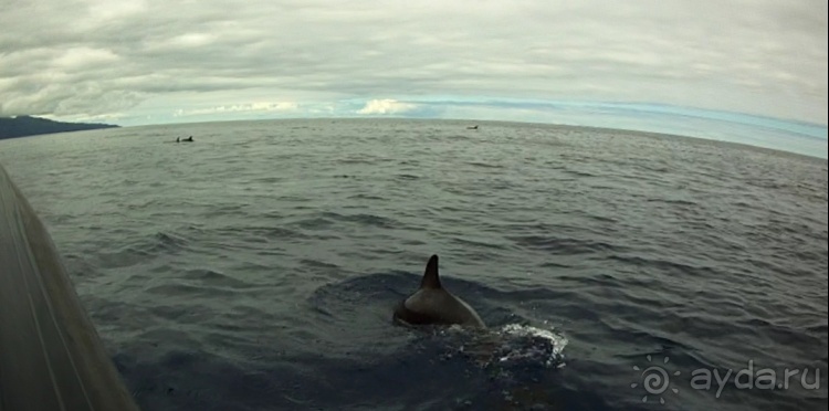 "Азоры это шо?" и "Азоры это хде?". Остров 5. Pico