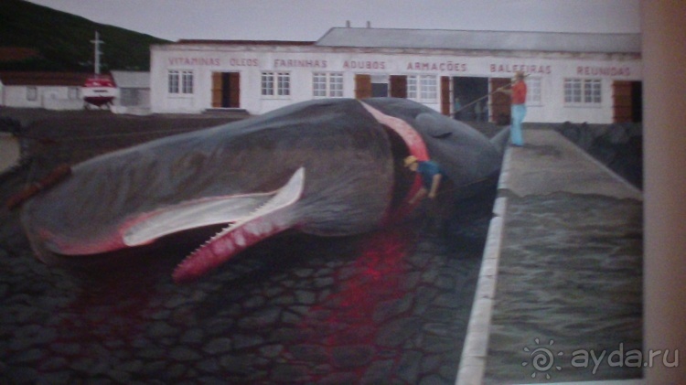 "Азоры это шо?" и "Азоры это хде?". Остров 5. Pico