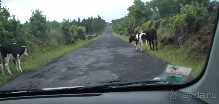 "Азоры это шо?" и "Азоры это хде?". Остров 5. Pico