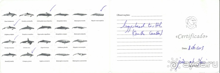 "Азоры это шо?" и "Азоры это хде?". Остров 5. Pico