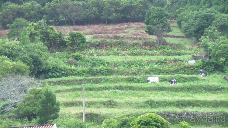 "Азоры это шо?" и "Азоры это хде?". Остров 5. Pico