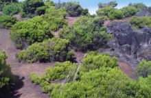 "Азоры это шо?" и "Азоры это хде?". Остров 4. Faial