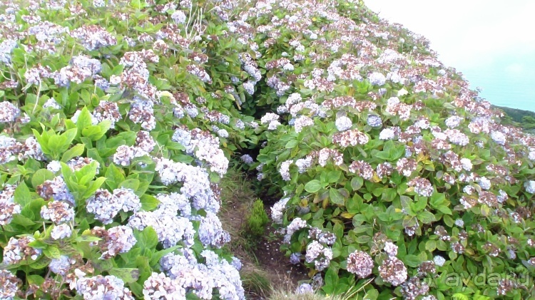 "Азоры это шо?" и "Азоры это хде?". Остров 4. Faial