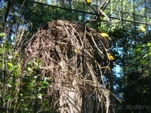 Бразилия по-простому. 1. Игуасу (Парк птиц).