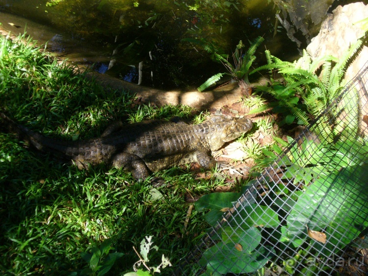 Бразилия по-простому. 1. Игуасу (Парк птиц).