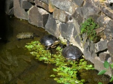 Бразилия по-простому. 1. Игуасу (Парк птиц).