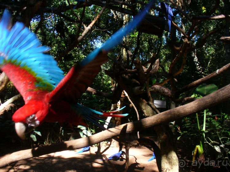 Бразилия по-простому. 1. Игуасу (Парк птиц).
