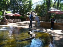 Бразилия по-простому. 1. Игуасу (Парк птиц).