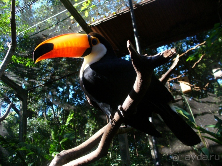 Бразилия по-простому. 1. Игуасу (Парк птиц).