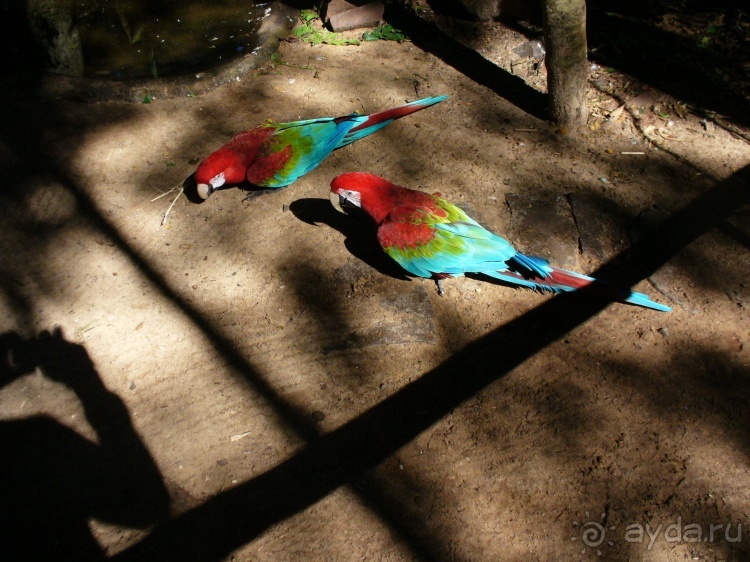 Бразилия по-простому. 1. Игуасу (Парк птиц).