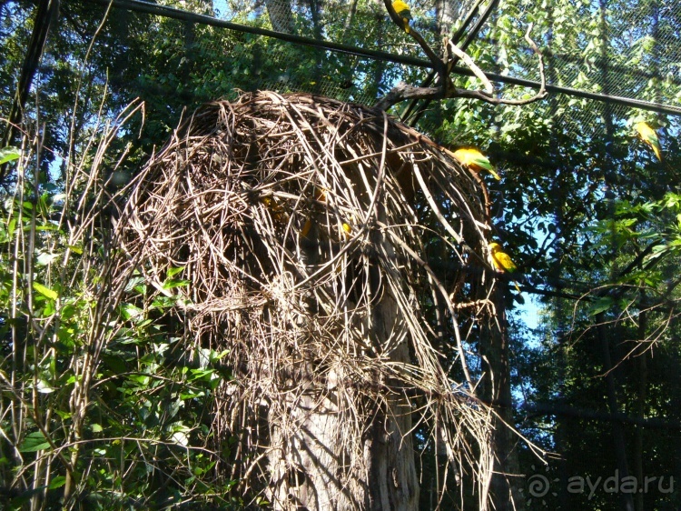 Бразилия по-простому. 1. Игуасу (Парк птиц).