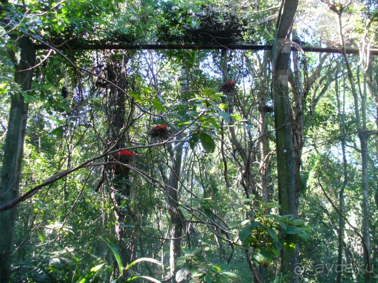 Бразилия по-простому. 1. Игуасу (Парк птиц).