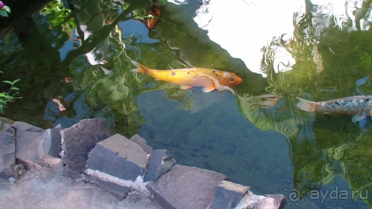 Бразилия по-простому. 1. Игуасу (Парк птиц).