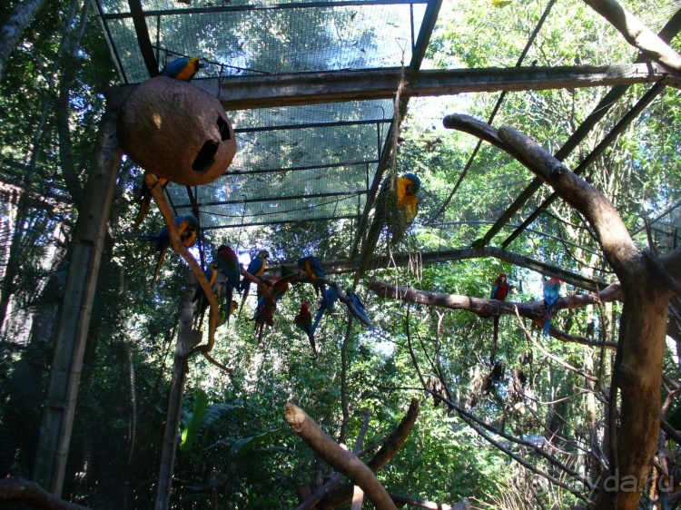 Бразилия по-простому. 1. Игуасу (Парк птиц).