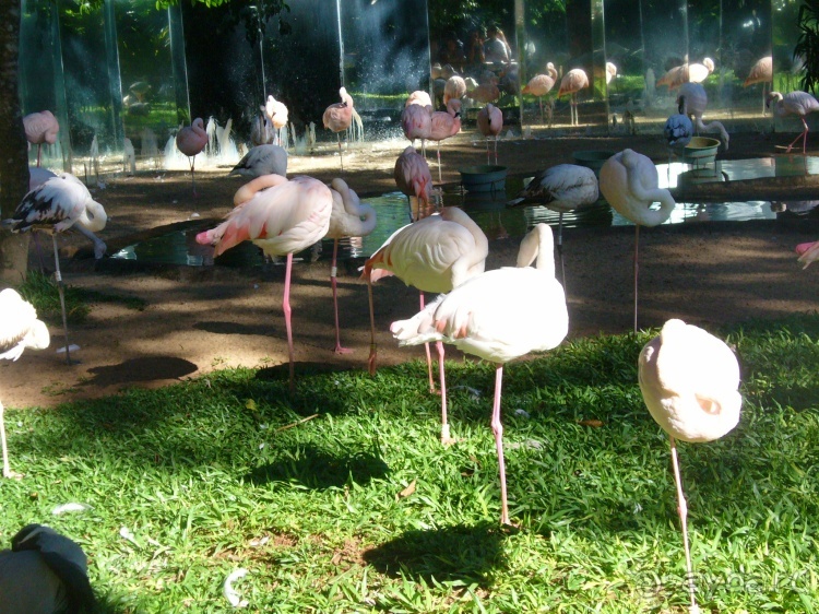 Бразилия по-простому. 1. Игуасу (Парк птиц).