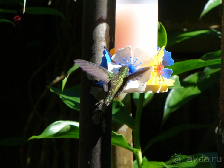 Бразилия по-простому. 1. Игуасу (Парк птиц).