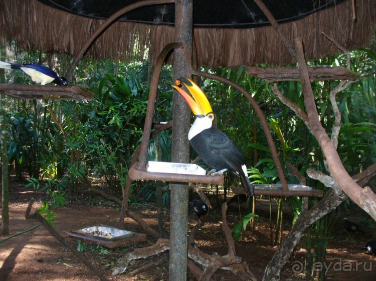 Бразилия по-простому. 1. Игуасу (Парк птиц).