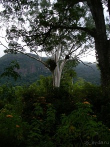 Бразилия по-простому. 7.Рио. Ботанический сад.