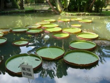 Бразилия по-простому. 7.Рио. Ботанический сад.