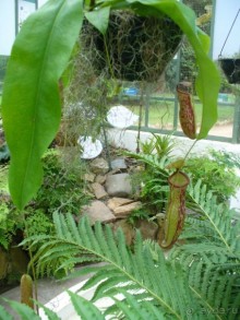 Бразилия по-простому. 7.Рио. Ботанический сад.