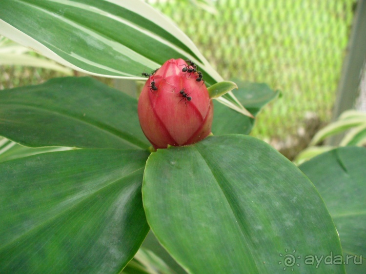 Бразилия по-простому. 7.Рио. Ботанический сад.