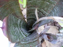 Бразилия по-простому. 7.Рио. Ботанический сад.