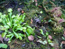 Бразилия по-простому. 7.Рио. Ботанический сад.