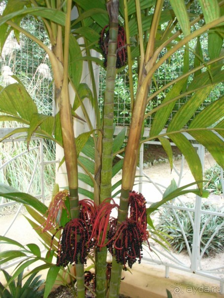 Бразилия по-простому. 7.Рио. Ботанический сад.