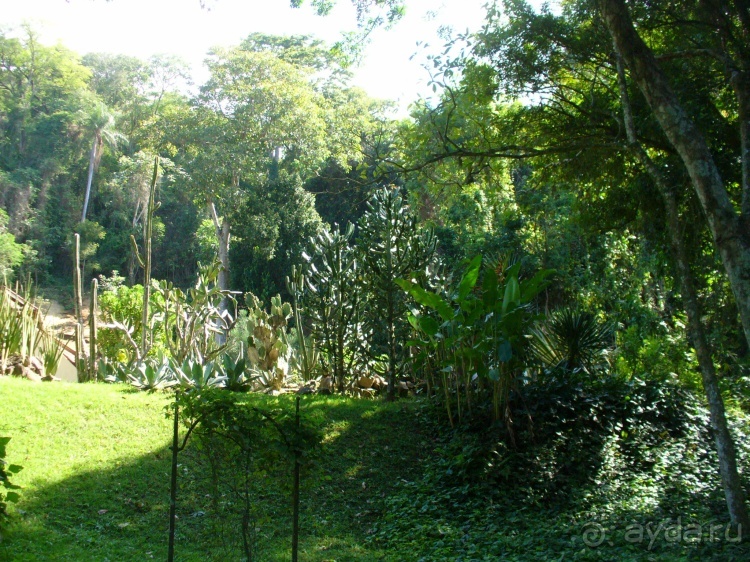 Альбом отзыва "Бразилия по-простому. 7.Рио. Ботанический сад."