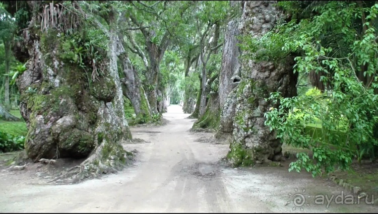 Бразилия по-простому. 7.Рио. Ботанический сад.