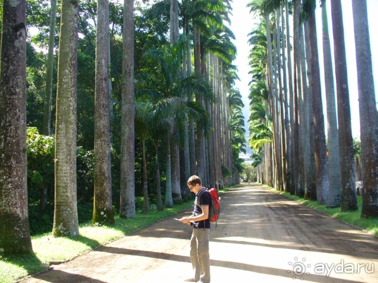 Бразилия по-простому. 7.Рио. Ботанический сад.