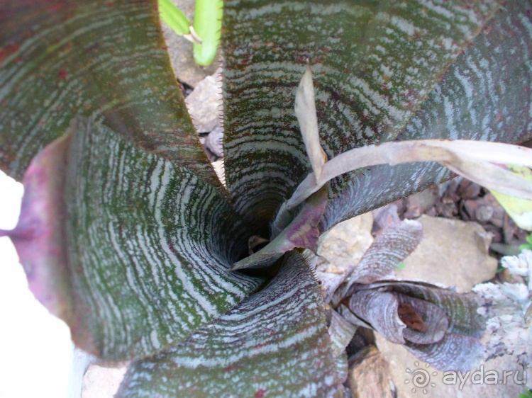 Бразилия по-простому. 7.Рио. Ботанический сад.