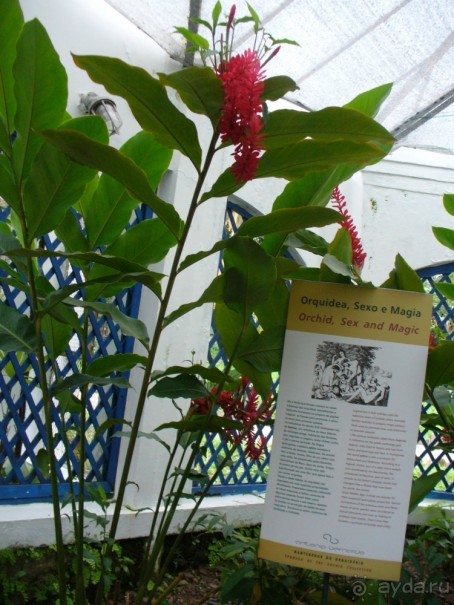 Бразилия по-простому. 7.Рио. Ботанический сад.