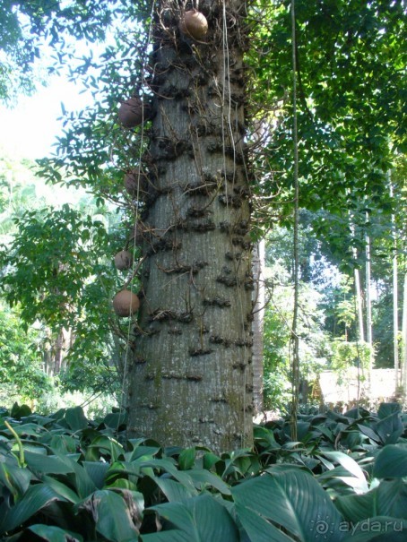 Бразилия по-простому. 7.Рио. Ботанический сад.