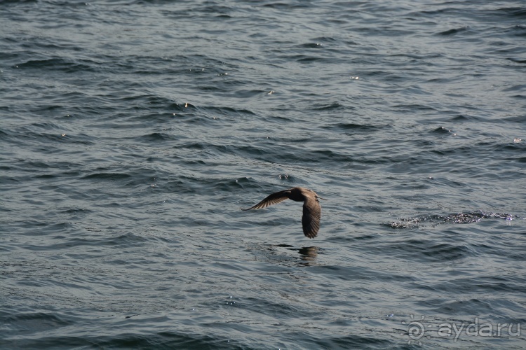 Наш полуостров. Часть 2. Реки, океан, вулканы