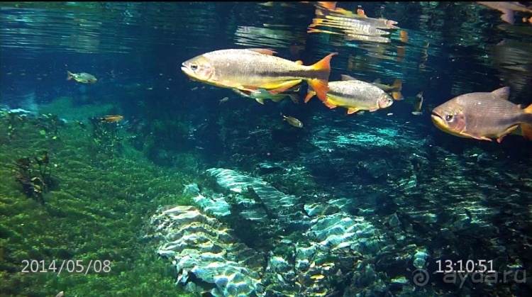 Живая Бразилия. Часть 2/1. Mato Grosso do Sul. Bonito